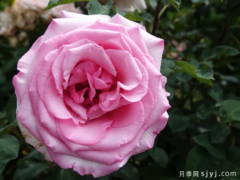 甜蜜诉说月季/花园公主/甜蜜美人Sweet Parole(图1)