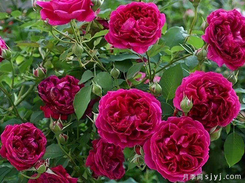 双人芭蕾月季Pas de deux(图4)