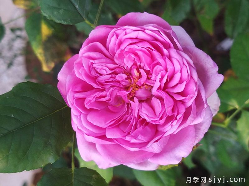庞巴度月季/蓬巴杜夫人月季Pompadour(图2)