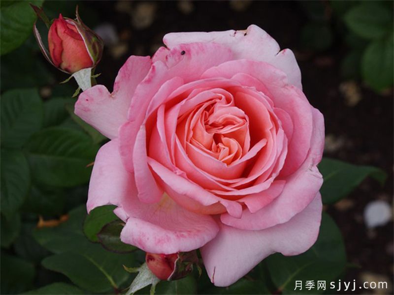 玫昂小姐月季/甜蜜小姐月季Mademoiselle Meilland(图3)