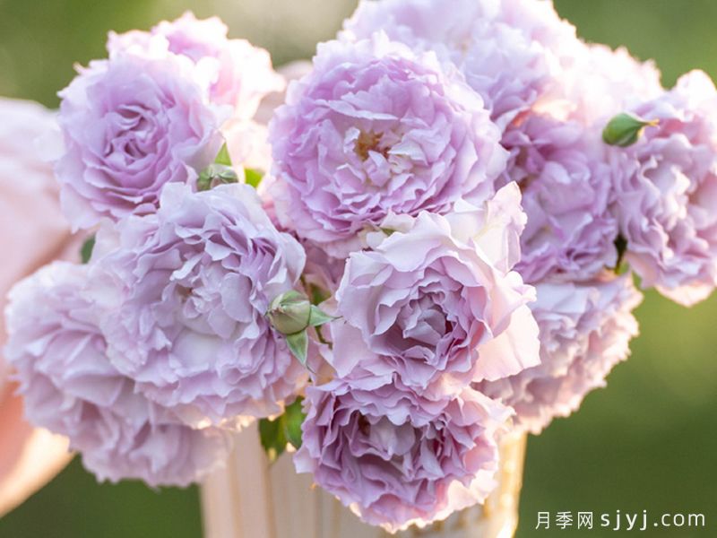 露凝香月季(图2)