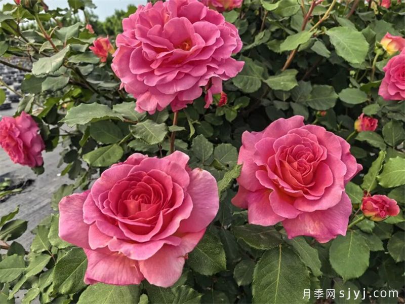 心语月季(图3)