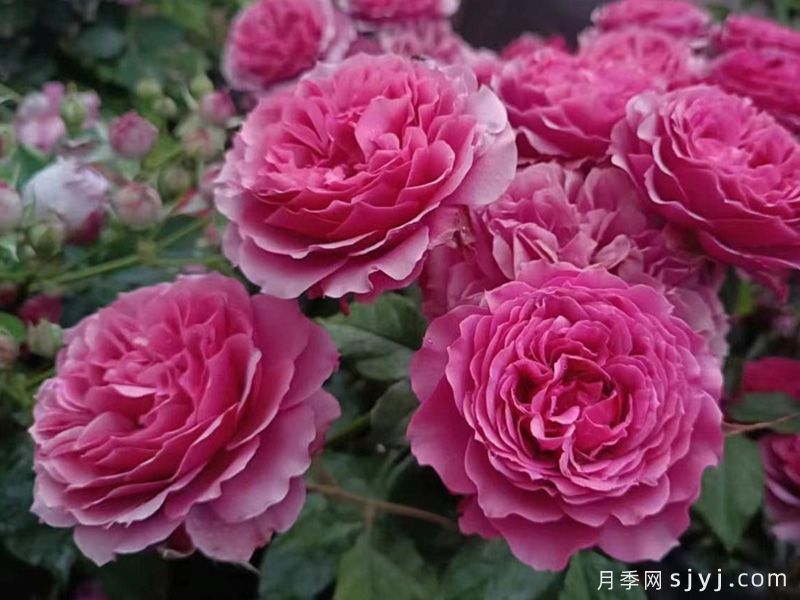 艳妆月季(图3)