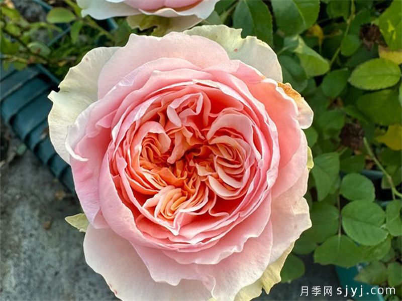 维多利亚新娘月季Victoria Bride(图1)