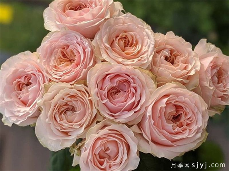 维多利亚梦想月季/维多利亚之梦Victorian Dream(图1)