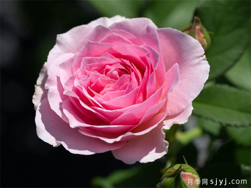 纨扇月季(图1)