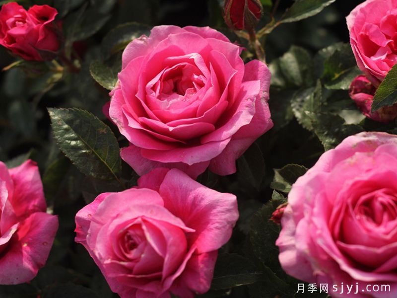 茜桃凝粉月季(图3)