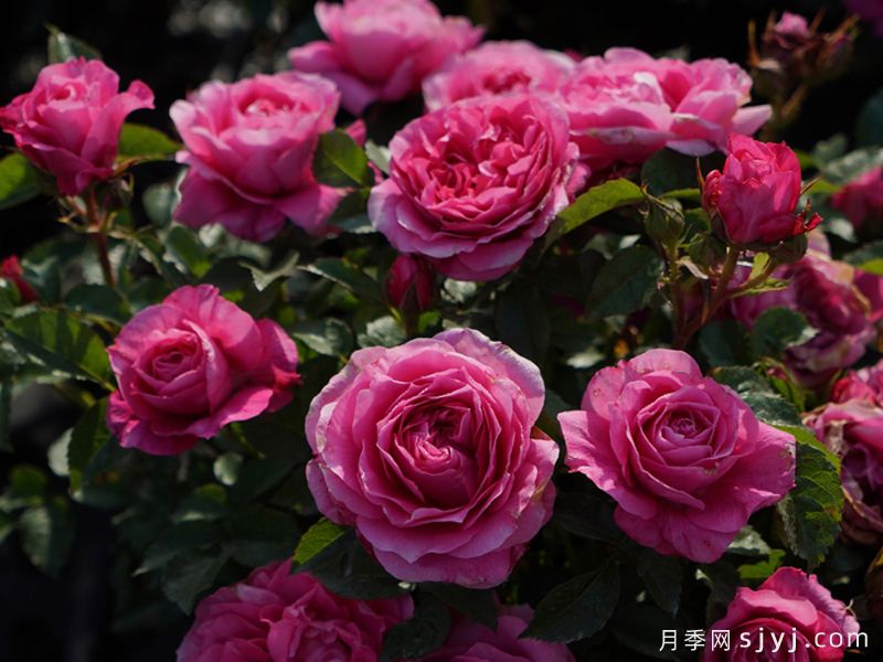 茜桃凝粉月季(图2)