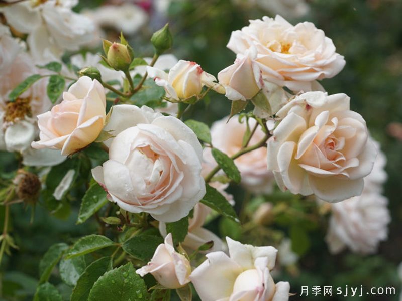 玛婷吉洛月季Martine Guillot(图4)