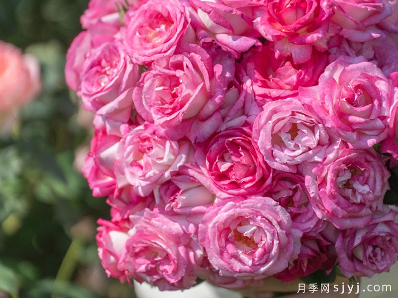 芋圆月季(图1)