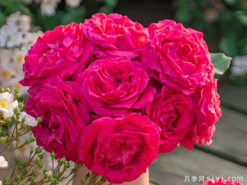 胭脂果冻月季(图3)