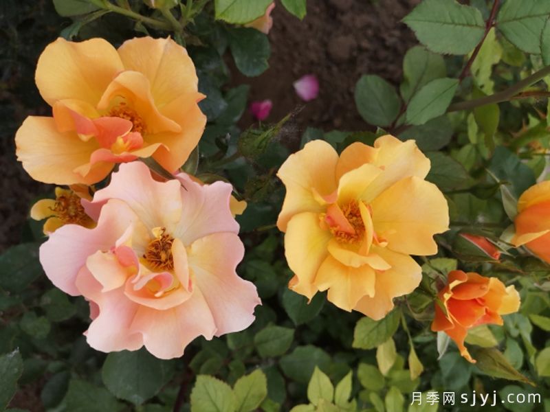 杏花雨月季(图1)