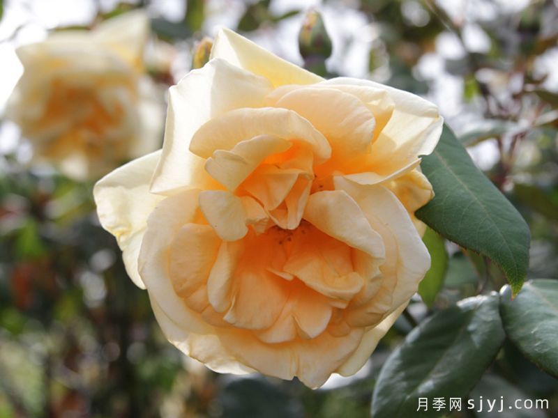 希灵顿夫人月季Lady Hillingdon(图3)