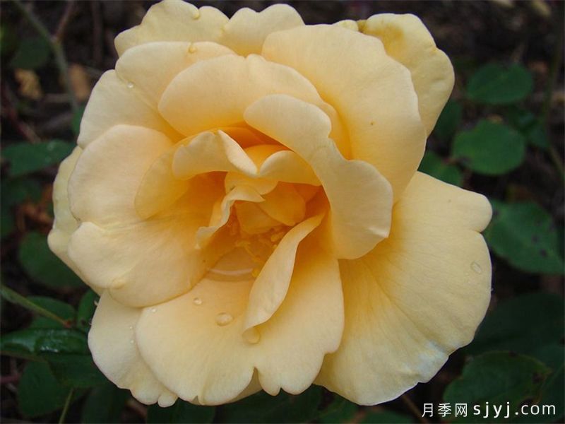 希灵顿夫人月季Lady Hillingdon(图4)