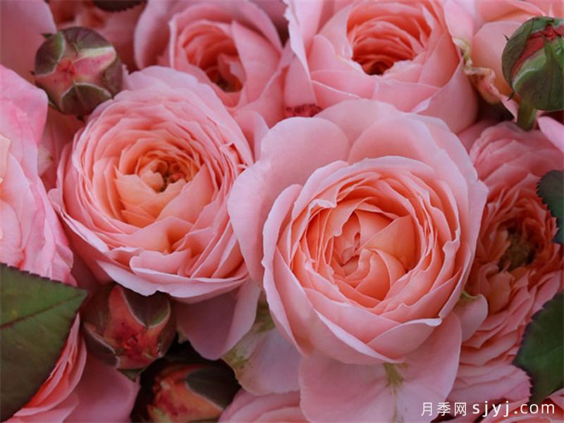 梧桐月月季(图1)