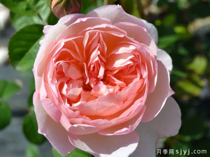 温柔的赫敏月季/仁慈的赫敏月季Gentle Hermione(图1)