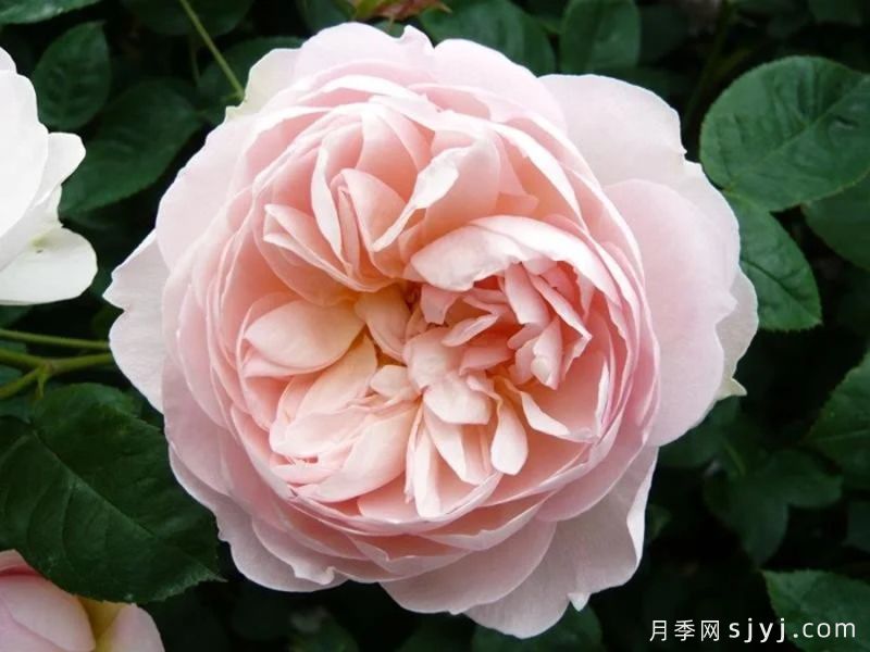 温柔的赫敏月季/仁慈的赫敏月季Gentle Hermione(图3)