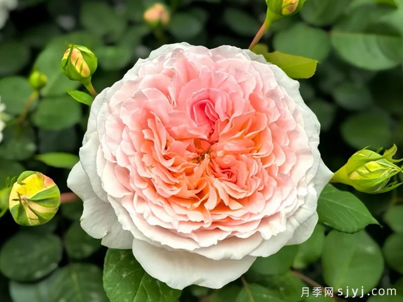 童话魔法月季/极乐芬芳/童话神奇/布利斯香水Fairytale Magic(图3)
