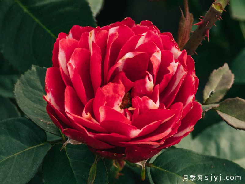 彤霞月季(图1)