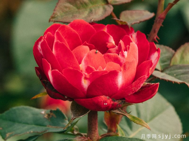 彤霞月季(图4)