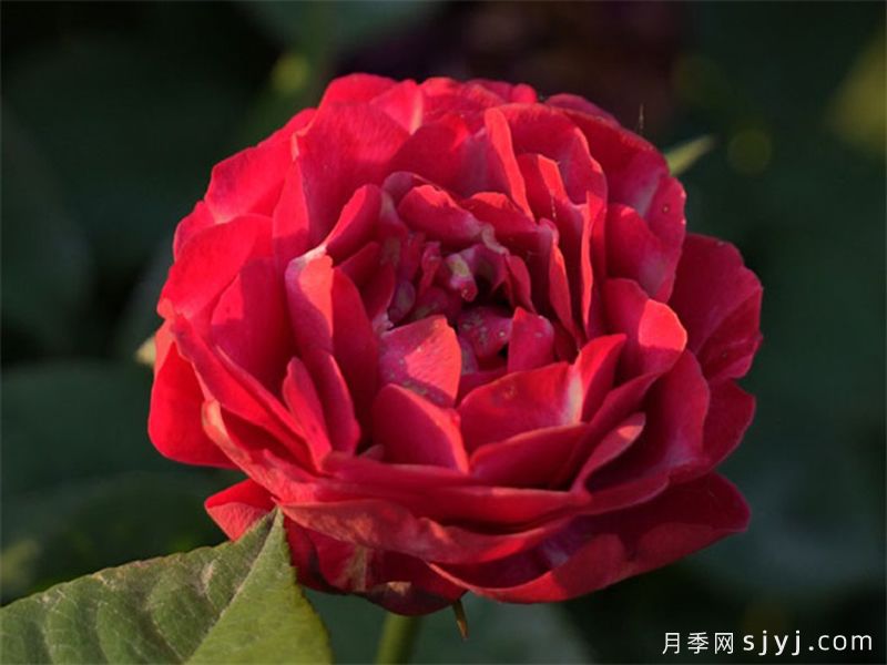 彤霞月季(图3)