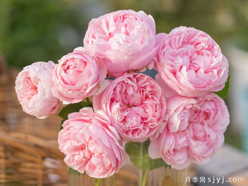 彤管月季(图1)