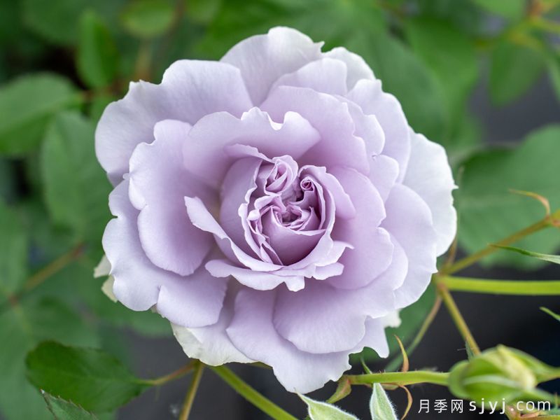 听絮月季(图2)