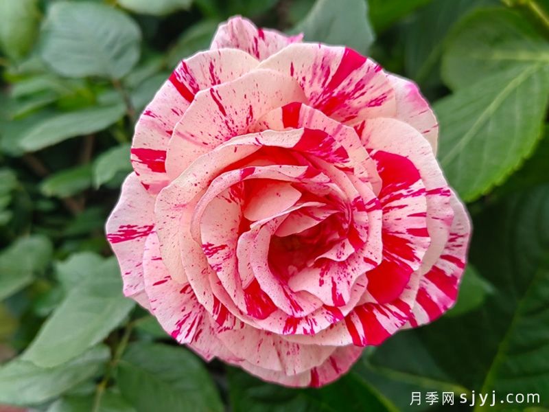 说愁月季/多愁善感月季Scentimental(图2)