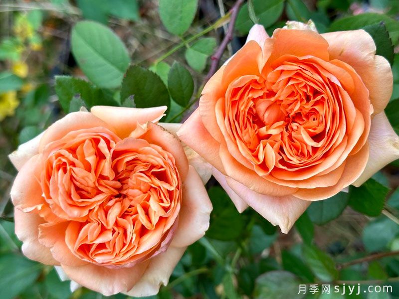 双色琥珀月季Double Ambre(图2)