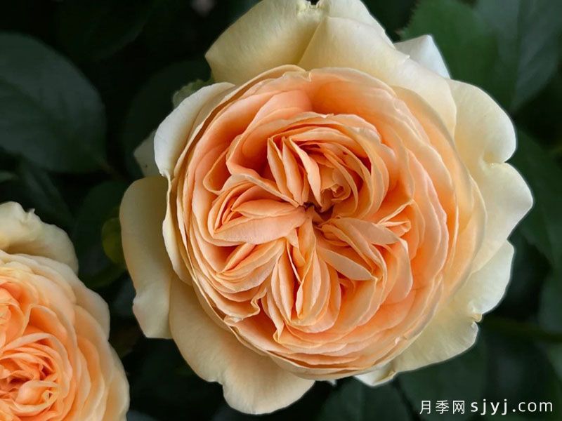 双色琥珀月季Double Ambre(图3)