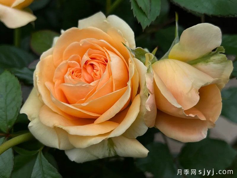 双色琥珀月季Double Ambre(图4)