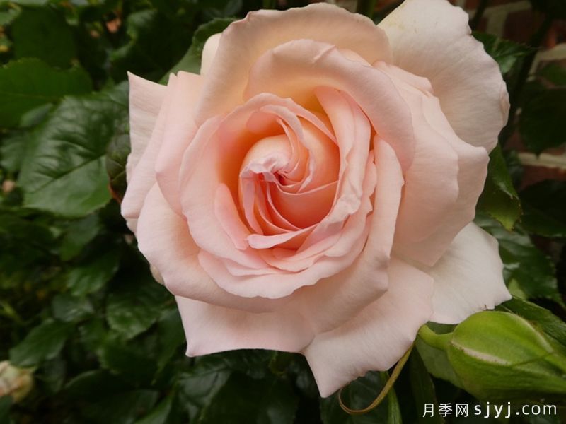 尚多斯美人月季/钱多斯美人/甜蜜的爱Chandos Beauty(图1)