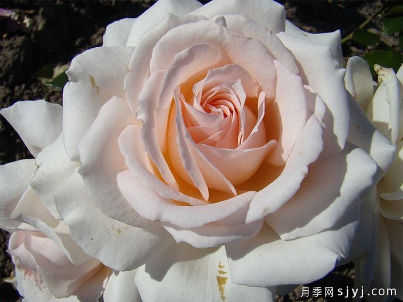 尚多斯美人月季/钱多斯美人/甜蜜的爱Chandos Beauty(图2)