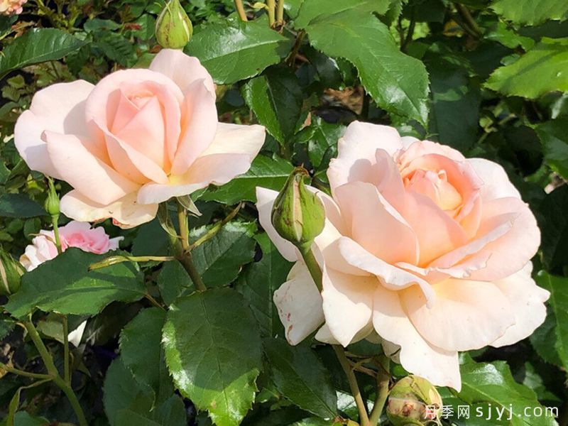 尚多斯美人月季/钱多斯美人/甜蜜的爱Chandos Beauty(图4)