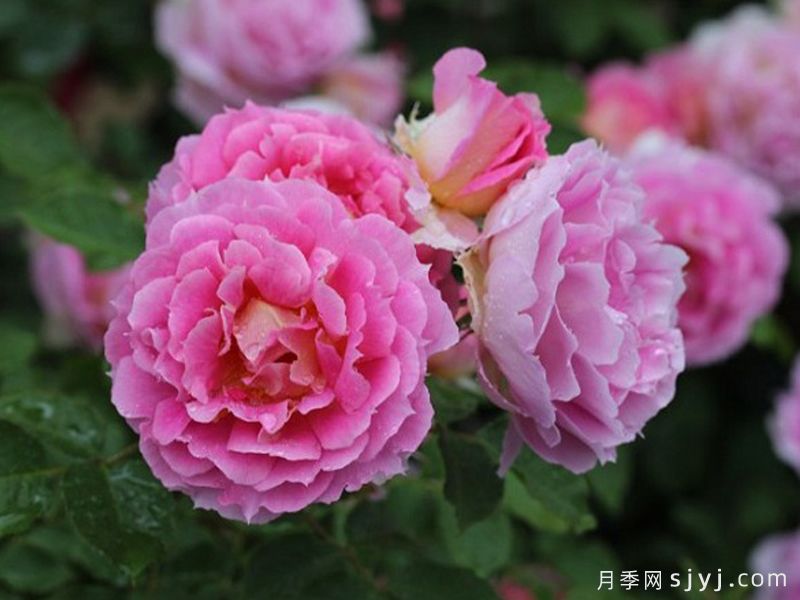 潘妮洛佩亚月季/潘妮洛比亚/珀涅罗珀Penelopeia(图2) 潘妮洛佩亚月季/潘妮洛比亚/珀涅罗珀Penelopeia(图2)