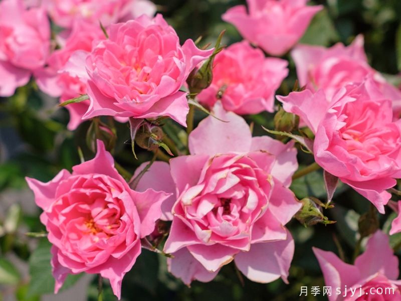 小婵娟月季(图1)