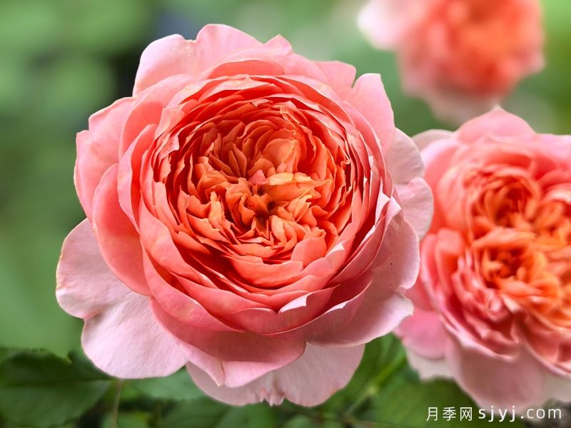 桃染月季(图1) 桃染月季(图2)