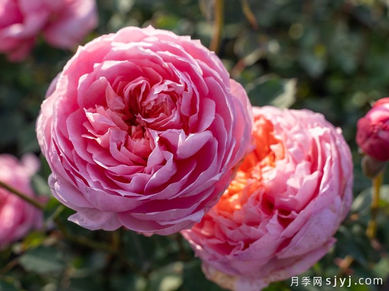 桃染月季(图1) 桃染月季(图1)