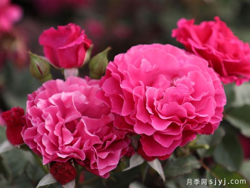 桃萼月季(图2)