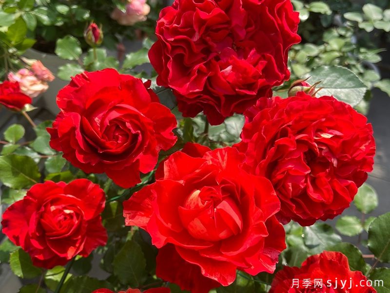 熔岩月季(图2)