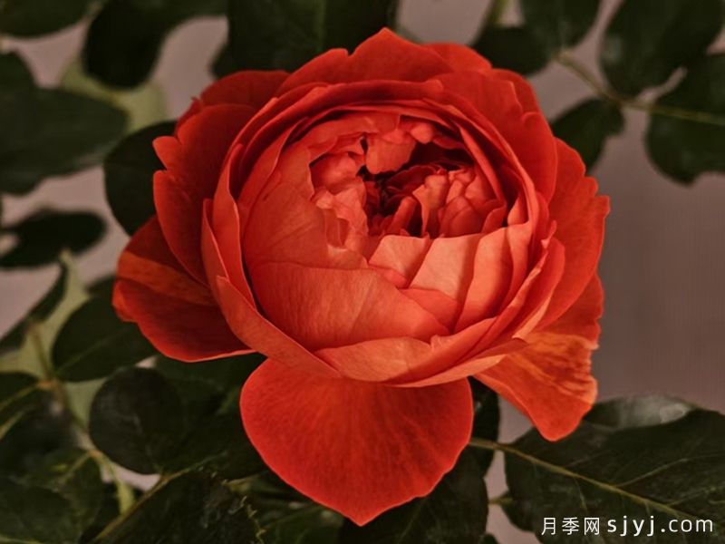 熔岩月季(图4)