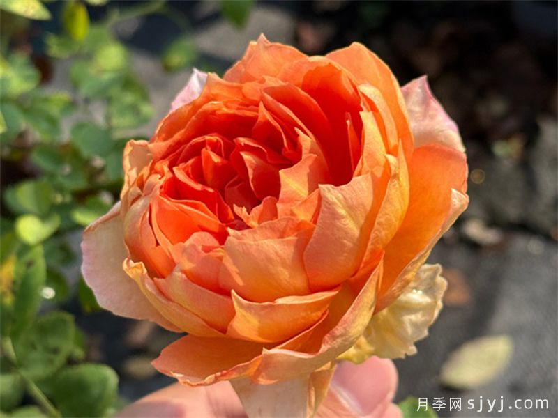 琼姿月季(图1)