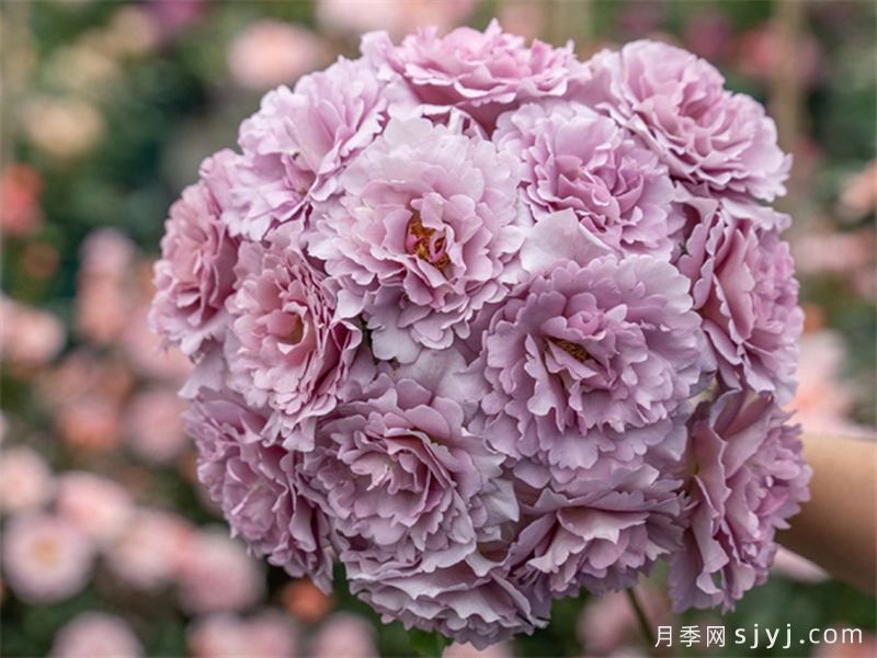 轻烟月季(图5)