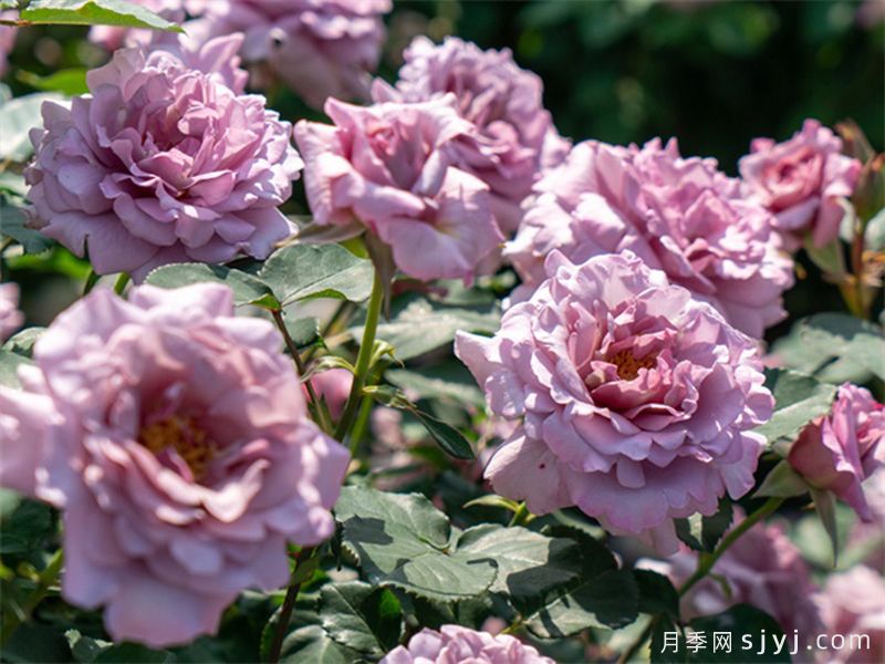 轻烟月季(图3)