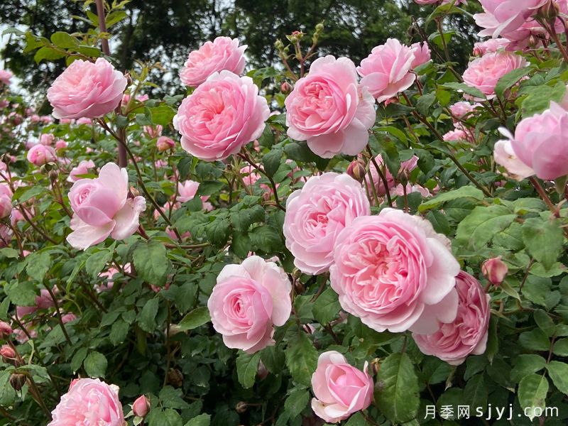 轻裾月季(图2) 轻裾月季(图2)