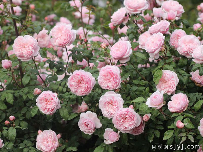 轻裾月季(图5) 轻裾月季(图5)