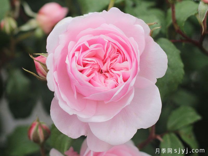 轻裾月季(图1) 轻裾月季(图1)