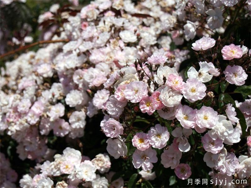 漂亮的花边月季/梅赫伦花边Dentelle de Malines(图3)