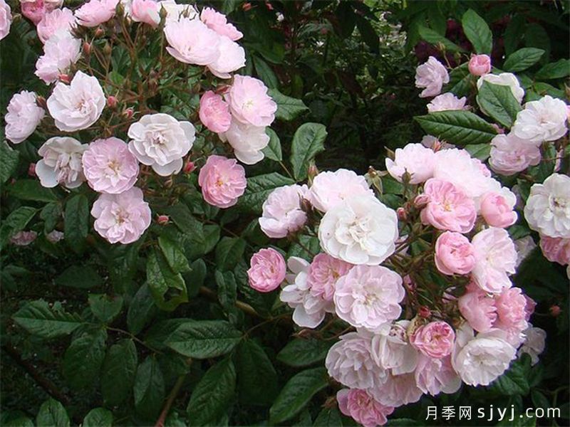 漂亮的花边月季/梅赫伦花边Dentelle de Malines(图4)