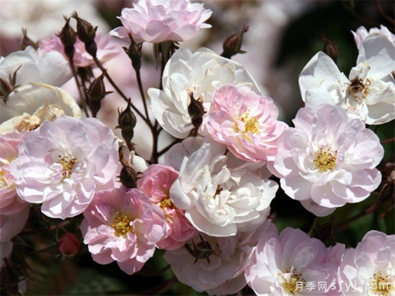 漂亮的花边月季/梅赫伦花边Dentelle de Malines(图2)